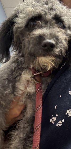 Miggy - IN FOSTER, Adult Female Mixed Breed