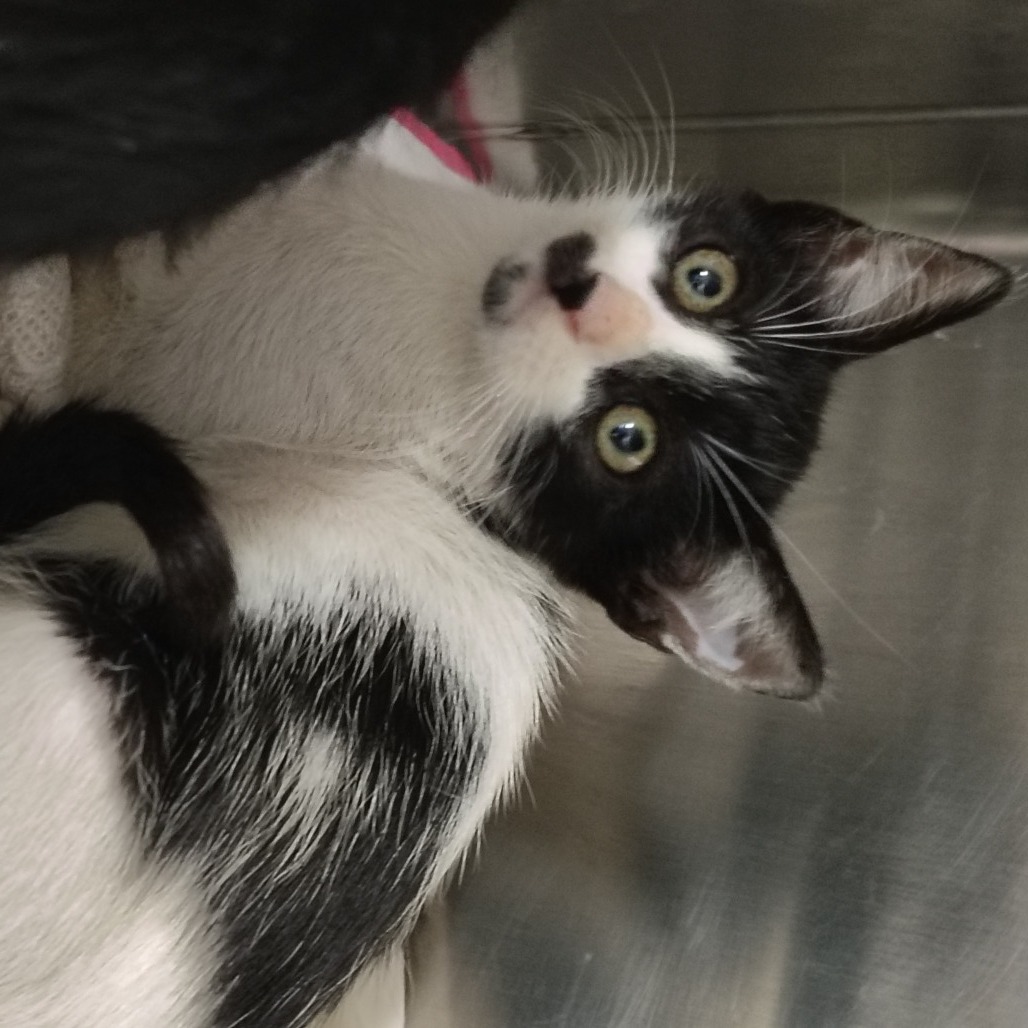 Sol, an adoptable Domestic Short Hair in Vieques, PR, 00765 | Photo Image 1