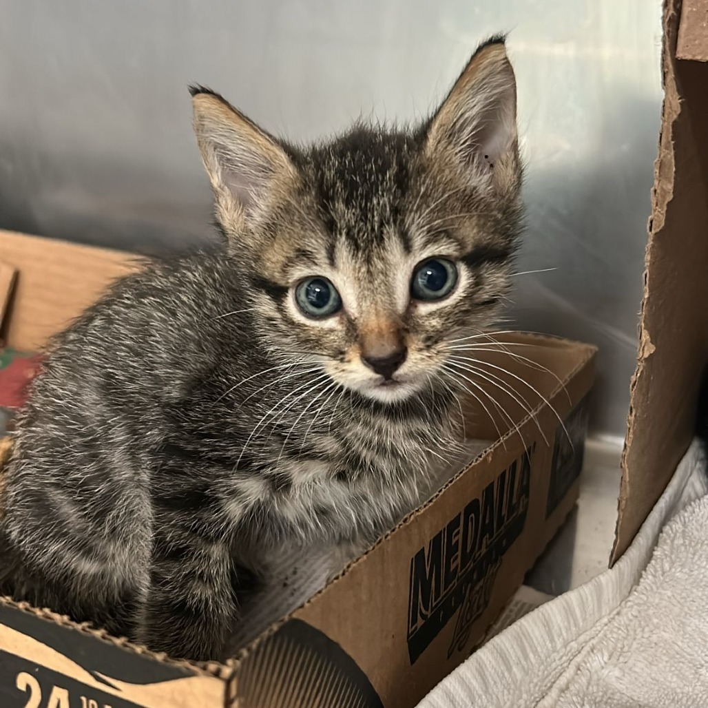 Saturno, an adoptable Domestic Short Hair in Vieques, PR, 00765 | Photo Image 1