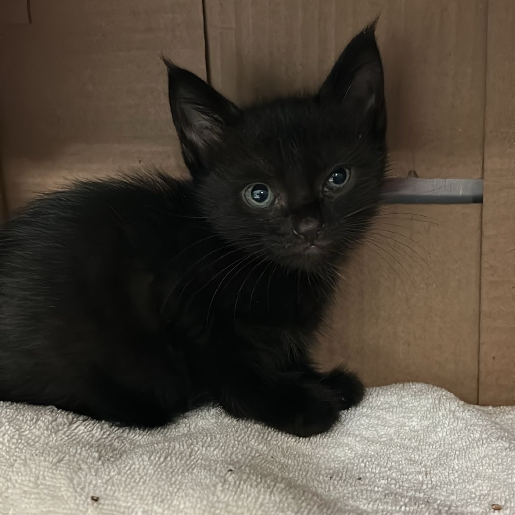 Neptuna, an adoptable Domestic Short Hair in Vieques, PR, 00765 | Photo Image 1