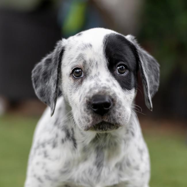Denmark Pup - Dragor - Adopted!