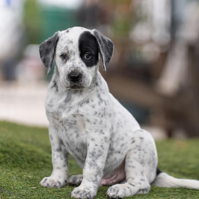 Denmark Pup - Dragor - Adopted! 2