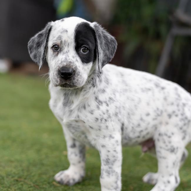 Denmark Pup - Dragor - Adopted! 3