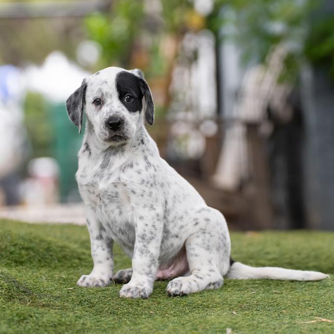 Denmark Pup - Dragor - Adopted! 4