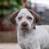 Denmark Pup - Grenaa - Adopted! photo 1