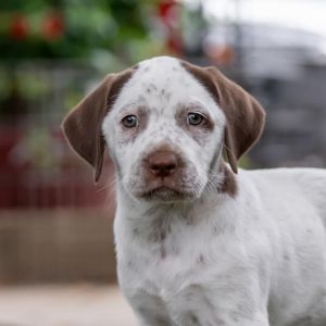Denmark Pup - Grenaa - Adopted!, Baby Female Labrador Retriever