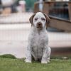 Denmark Pup - Grenaa - Adopted! photo 2