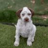Denmark Pup - Grenaa - Adopted! photo 3