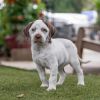 Denmark Pup - Grenaa - Adopted! photo 4