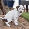 Denmark Pup - Grenaa - Adopted! photo 5