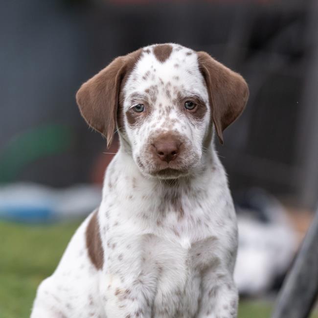Denmark Pup - Skagen - Adopted!