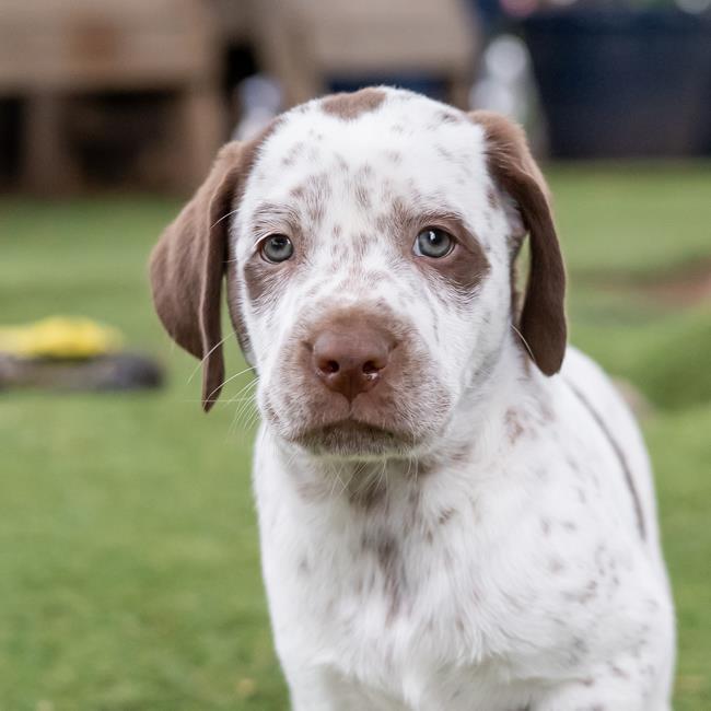 Denmark Pup - Skagen - Adopted! 2