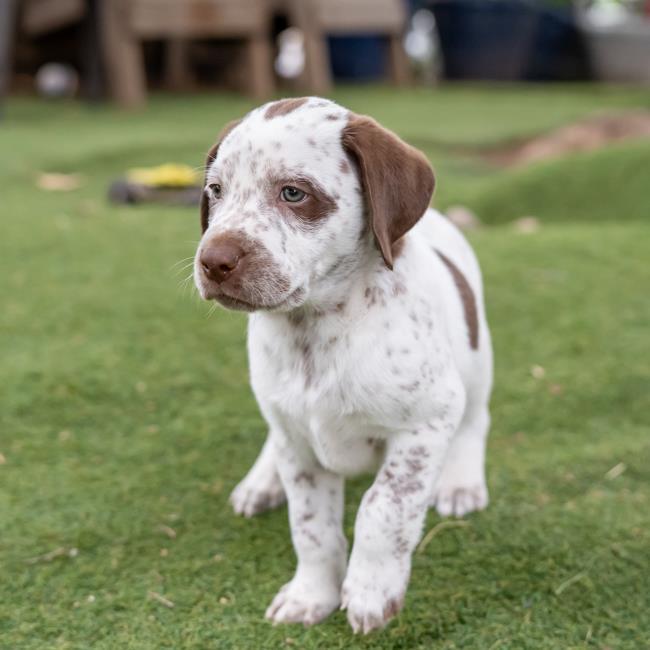 Denmark Pup - Skagen - Adopted! 3