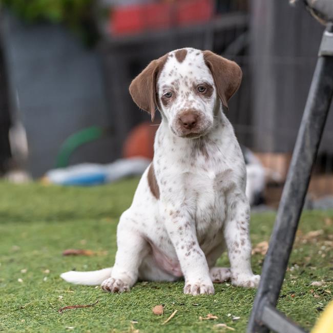 Denmark Pup - Skagen - Adopted! 4