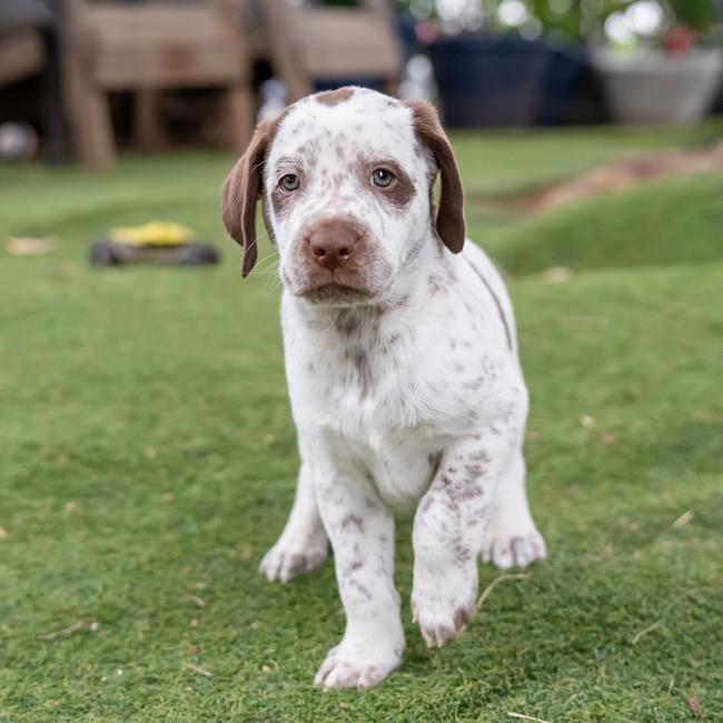 Denmark Pup - Skagen - Adopted! 5