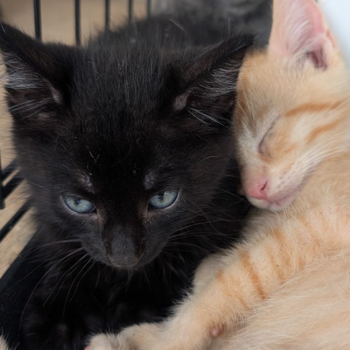 Blackie 1