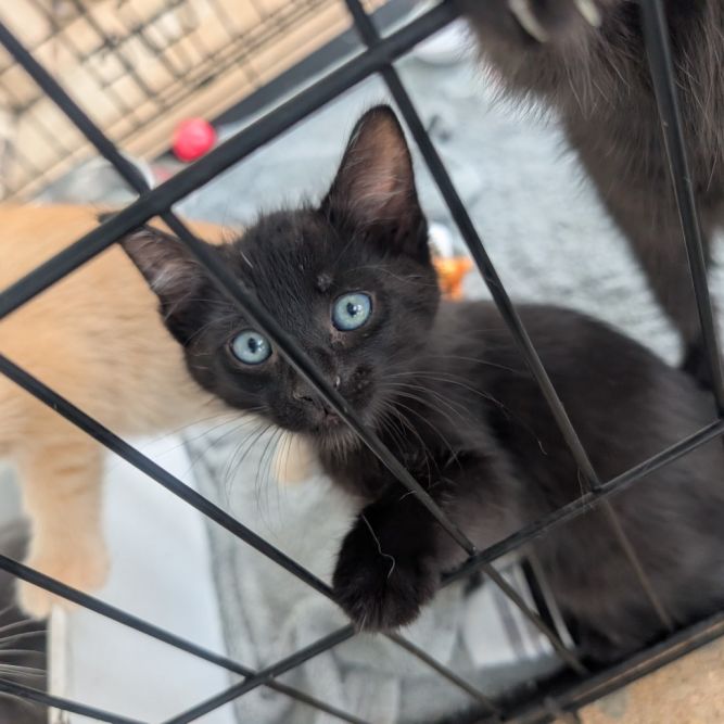 Black kitten