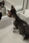 Tobby - Center photo 2