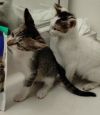 Tobby - Center photo 3