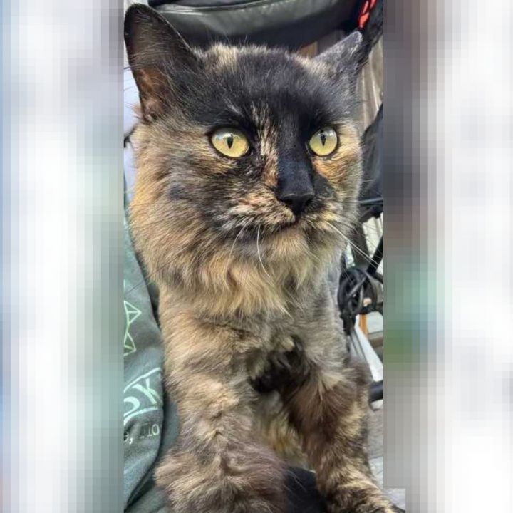 Pepper 3