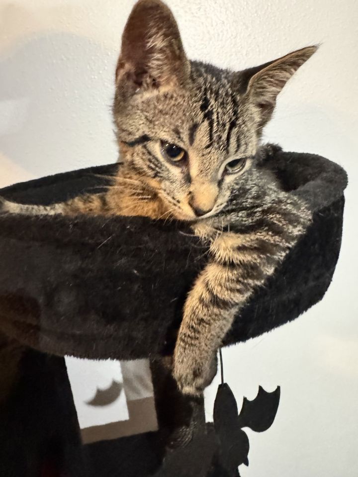Biscuit 1
