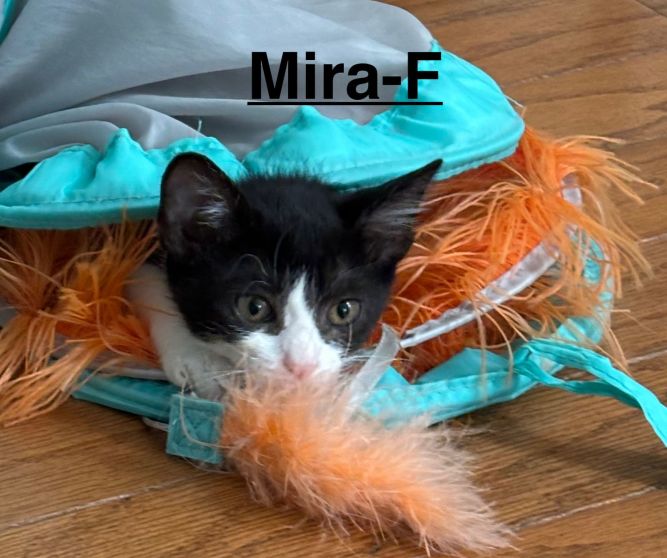 Mira