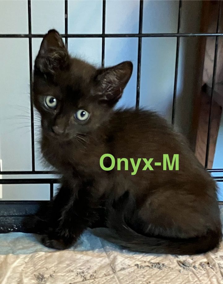 Onyx 1