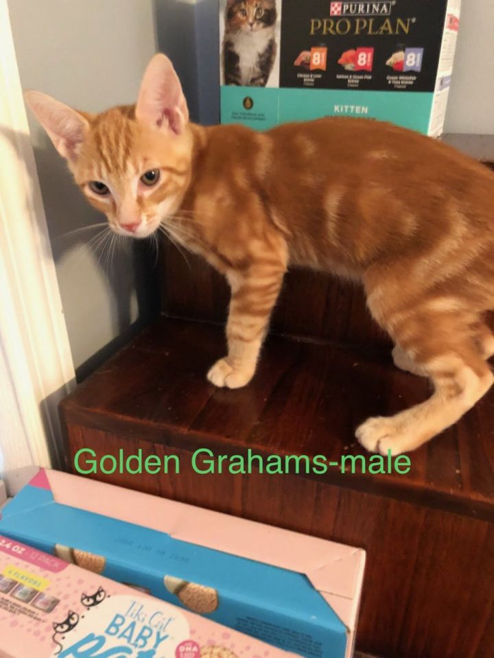 Golden Grahams 1