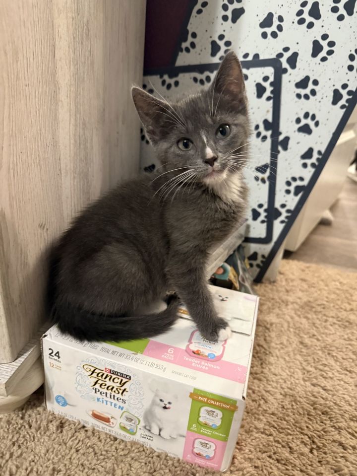 Mr. Meow 1