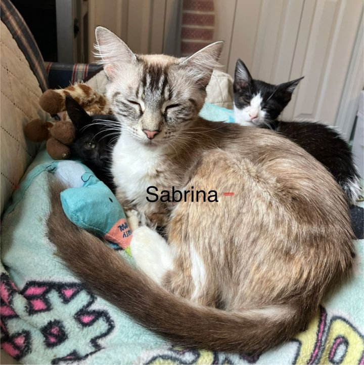 Sabrina 1