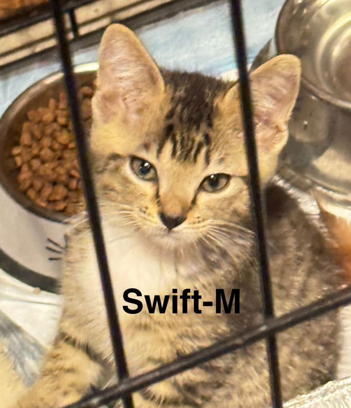 Swift 1