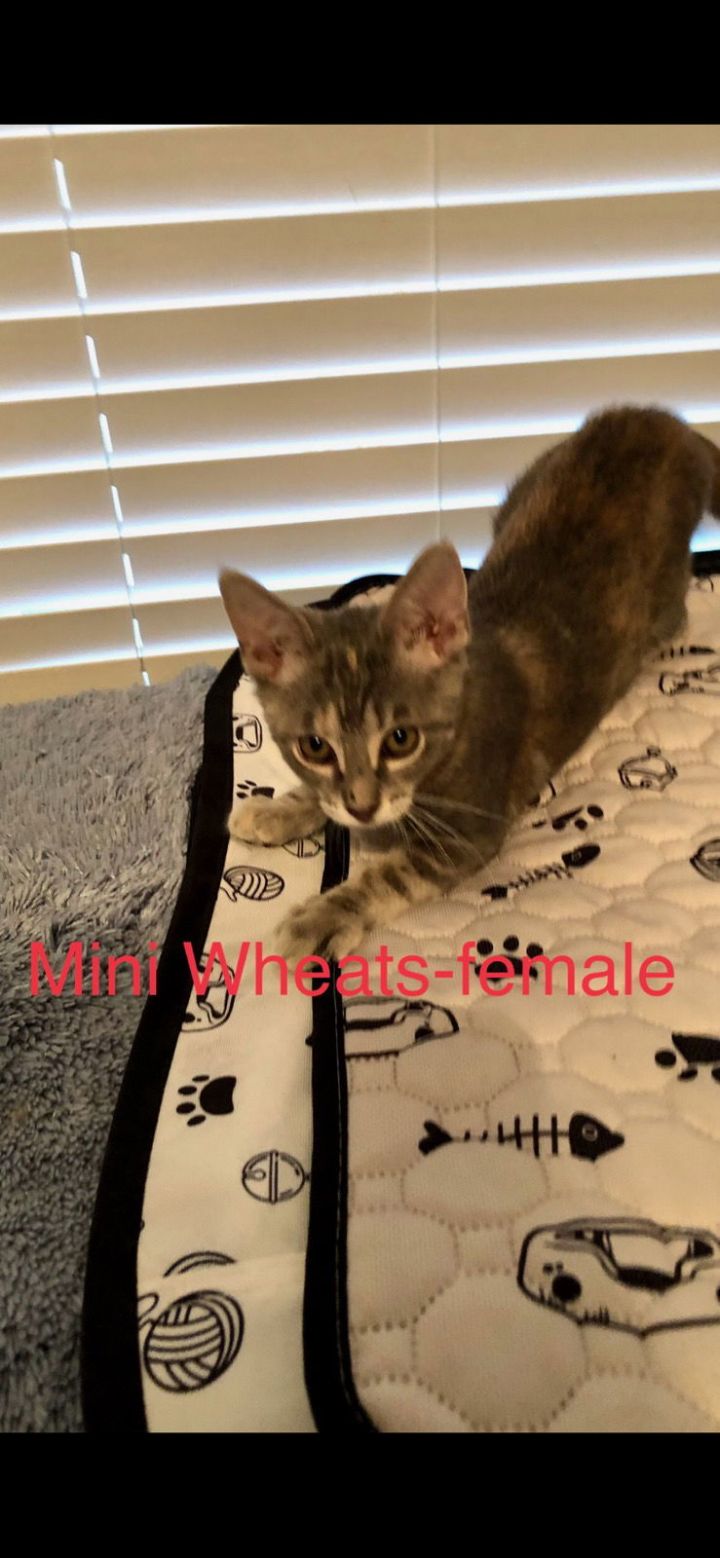 Mini Wheats 1