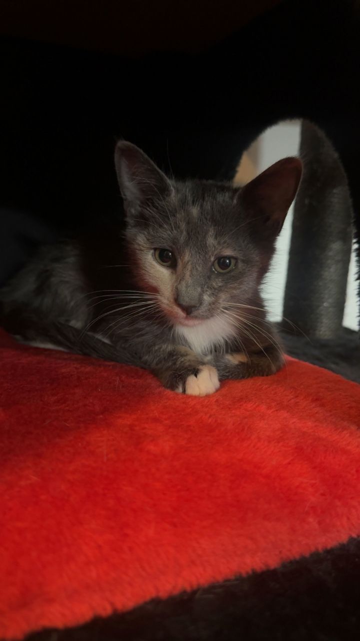 Pootie 1