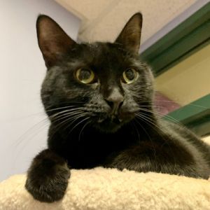 Ruby, Senior Female Domestic Short Hair