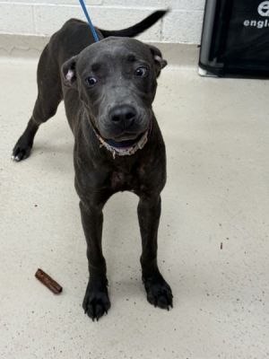 Primary Color Ghost Grey Weight 22lbs Age 0yrs 6mths 1wks Animal has been Spayed