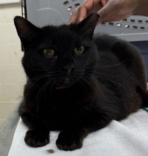 Primary Color Black Weight 125625lbs Age 4yrs 0mths 0wks Animal has been Spayed