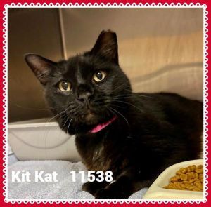 Primary Color Black Weight 125625lbs Age 4yrs 0mths 1wks Animal has been Spayed