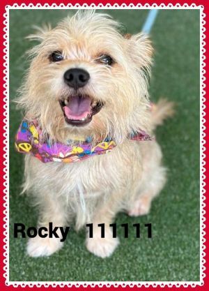 Primary Color Blonde Weight 15lbs Age 5yrs 0mths 1wks