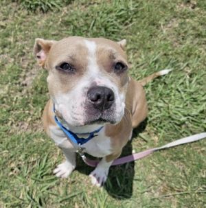 Tessa, Adult Female Mixed Breed
