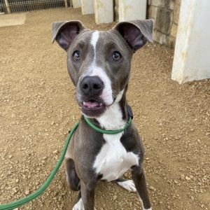 Mia, Young Female Mixed Breed