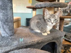 Ash Ryder, Baby Male American Shorthair