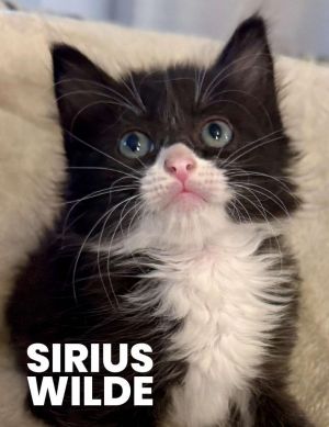 Sirius Wilde, Baby Male Domestic Medium Hair