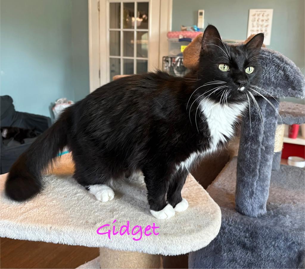 Gidget