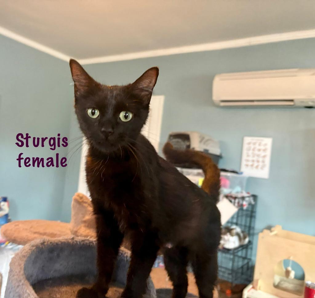 Sturgis