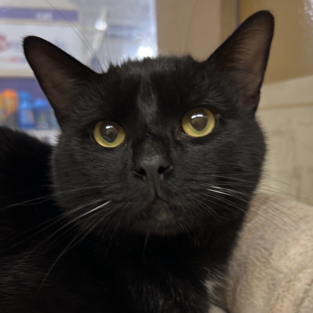 Jackson, an adoptable Domestic Short Hair in Bismarck, ND, 58507 | Photo Image 1
