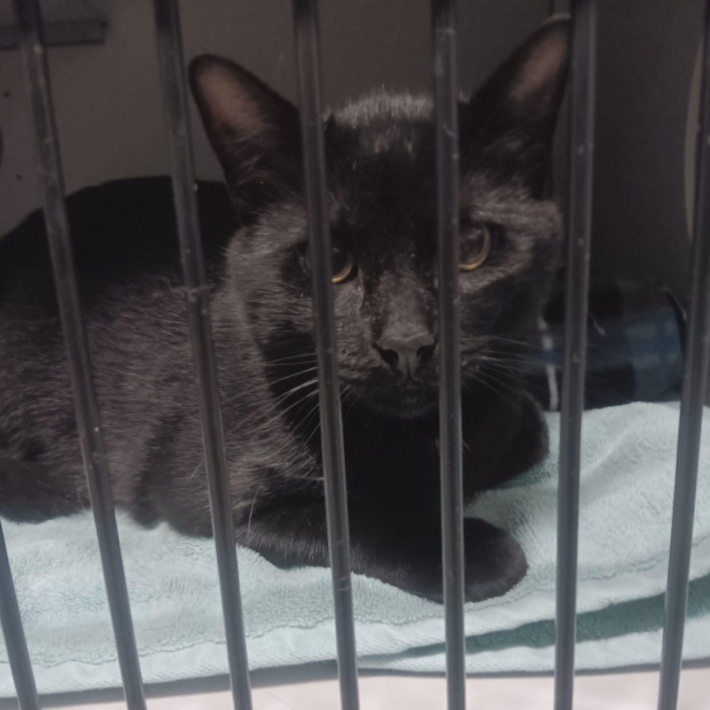 Jackson, an adoptable Domestic Short Hair in Bismarck, ND, 58507 | Photo Image 2