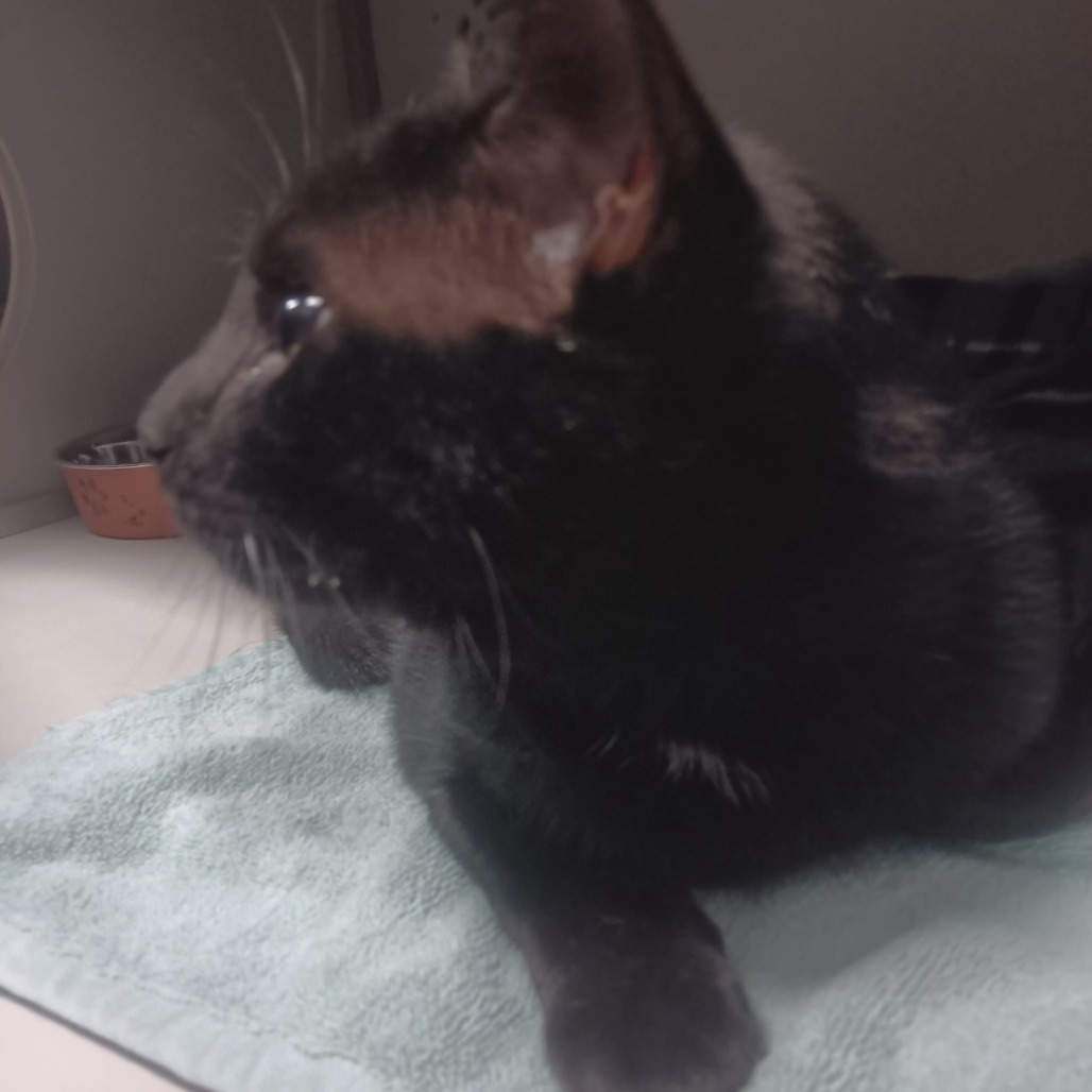 Jackson, an adoptable Domestic Short Hair in Bismarck, ND, 58507 | Photo Image 3