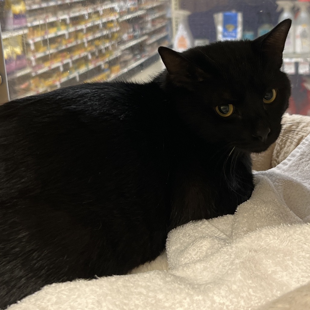 Jackson, an adoptable Domestic Short Hair in Bismarck, ND, 58507 | Photo Image 4