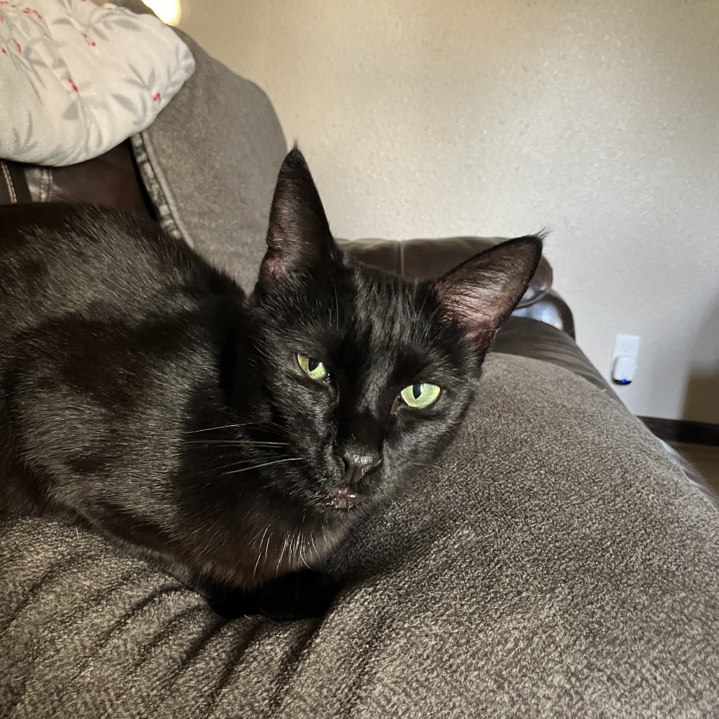 Hershey, an adoptable Domestic Short Hair in Bismarck, ND, 58507 | Photo Image 1