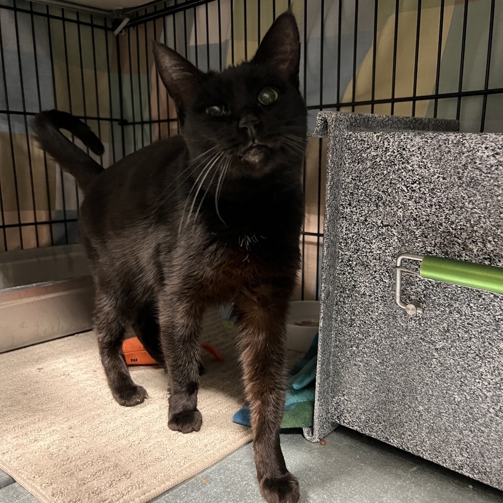 Hershey, an adoptable Domestic Short Hair in Bismarck, ND, 58507 | Photo Image 2